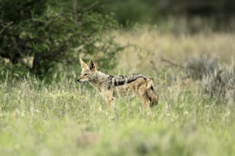Black-backed jackal (Lupulella mesomelas), adult, alert, stalking, foraging, Kruger, Kruger