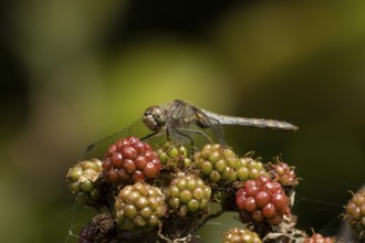 Common darter dragonfly (Sympetrum striolatum) adult insect resting on blackberries fruit in