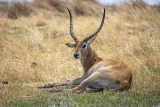 Letschwe or lychee moor antelope (Kobus leche), sitting in dry grass, Okavango Delta, Moremi Game