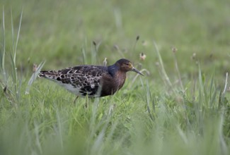 Ruff (Philomachus pugnax) in a meadow, Texel, North Holland, Netherlands