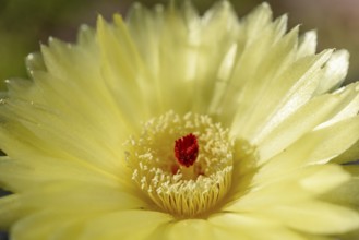 In a woestijnachtige omgeving bloeit een gele cactusbloem. The opvallende felrode stamper stands in