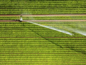 Artificial irrigation with a sprinkler system in a field where carrots are grown, near Kerken, on