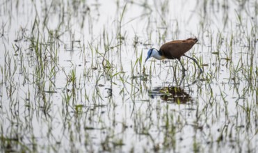 Blue-fronted Jacamar Sandgrouse (Actophilornis africanus) foraging in the water, Okavango Delta,