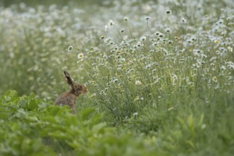 European brown hare (Lepus europaeus) adult animal on the edge of a farmland sugar beet field next
