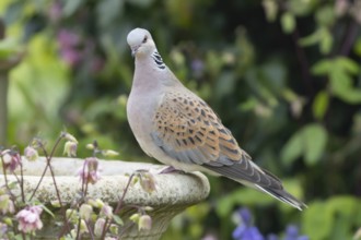 Turtle dove (Streptopelia turtur) adult bird on a garden bird bath, England, United Kingdom