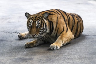 Tiger (Panthera tigris) Pattaya Thailand