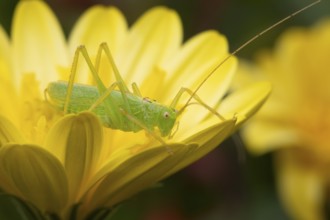 Oak bush cricket (Meconema thalassinum) adult insect on a garden yellow flower, England, United