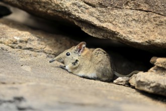 Short-eared elephant shrew (Macroscelides probosideus), adult, foraging, Mountain Zebra National