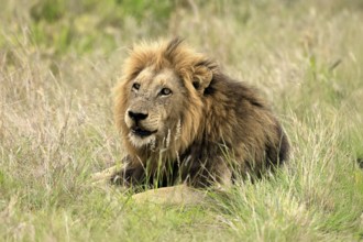 Lion (Panthera leo), male, portrait, alert, Kruger, Kruger National Park, South Africa