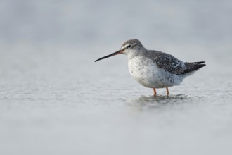 Migrant in the Wadden Sea... Spotted Redshank (Tringa erythropus), breeding bird of the Arctic and