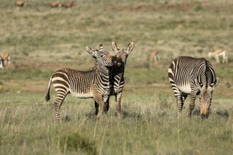 Cape Mountain Zebra (Equus zebra zebra), adult, three, group, social behaviour, foraging, Mountain