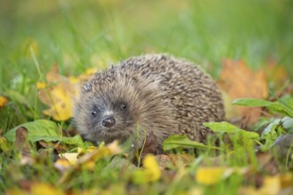 European hedgehog (Erinaceus europaeus) adult animal amongst fallen autumn leaves on a garden lawn,