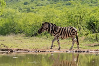 Burchell's zebra (Equus quagga burchelli), Burchell's zebra, adult, at the water, waterhole,