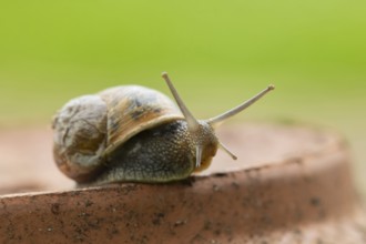 Garden snail (Cornu aspersum) adult mollusc on a garden flower pot, Suffolk, England, United
