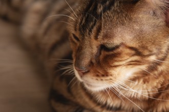 Bengal cat relaxing in sunlit room, highlighting unique fur patterns and playful demeanor on wooden