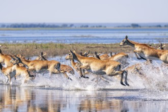 Red Lechwe herd, Kobus leche, running for crossing the Chobe river. Wild antelopes in natural