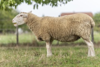 Het schaap staat op groen gras met gevallen appels. The roof is beige and white, with a white kale