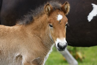 Young Icelandic horse (Equus islandicus), foal in a meadow, animal child, portrait,