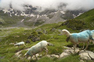 Sheep in the Cirque de Troumouse basin in the Pyrenees National Park near Gavarnie-Gèdre, France