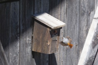 A male common redstart (Phoenicurus phoenicurus) landing on a birdhouse, animal photo, bird, bird