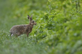 European brown hare (Lepus europaeus) adult animal on the edge of a farmland cereal field in