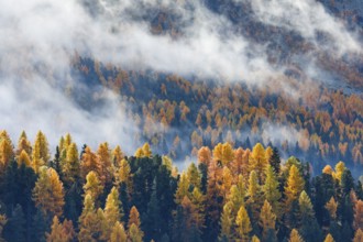 Coniferous forest with larches and spruces interspersed with fog, Engadin, Canton Graubünden,
