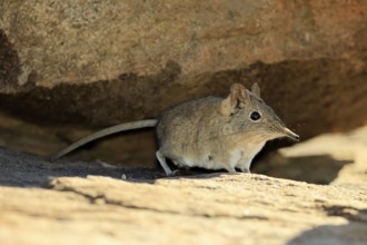 Short-eared elephant shrew (Macroscelides probosideus), adult, foraging, Mountain Zebra National