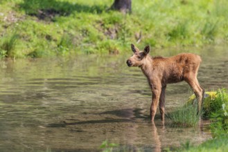 A Moose calf (Alces alces) stands in a shallow stream and looks around