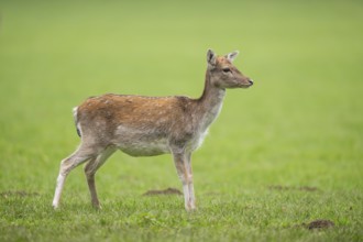 European fallow deer (dama dama) doe on a meadow in autumn, Bavaria, Germany