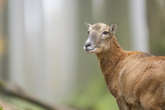 European mouflon (Ovis aries musimon) sheep (female) standing in a forest in autumn, portrait,