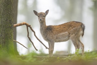 European fallow deer (dama dama) doe standing in a forest in autumn, Bavaria, Germany