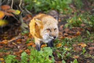 Red fox (Vulpes vulpes) standing in a forest in autumn, Bavaria, Germany