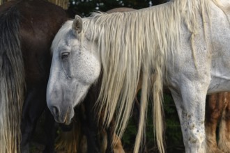 A white couple with long, golden manes are standing in front of a large group of thick and thin