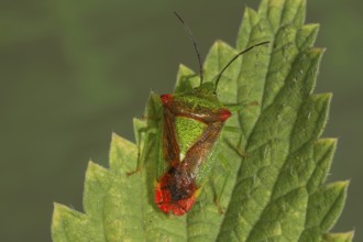Wipfel-Stachelwanze (Acanthosoma haemorhoidale) sitting on a stinging nettle leaf,