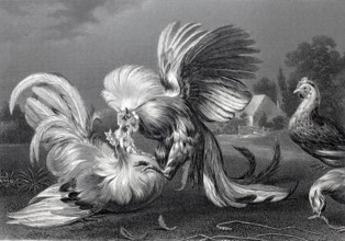 Cockfight, steel engraving after a painting by Frans Snyders, Historic, digitally restored