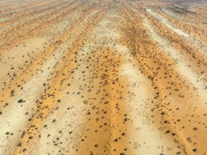 Parallel, linear sand dunes grown with camelthorn trees (Vachellia erioloba) in the Kalahari Desert