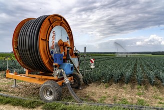 Agriculture, artificial irrigation of a field, sprinkler system, leek, leek, east of Nettetal, on