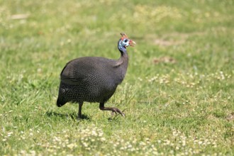 Helmeted guineafowl (Numida meleagris), adult, calling, running, foraging, Kirstenbosch Botanical