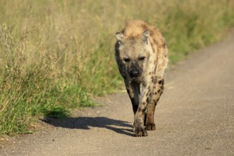 Spotted hyena (Crocuta crocuta), spotted hyena, adult, running, Kruger, Kruger National Park, South