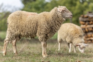 Twee schapen grazen in een groen weiland op een heldere dag. Bas Rhin, Alsace, France