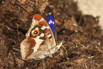 Male Apatura iris (Apatura iris) sucking on horse faeces, Baden-Württemberg, Germany
