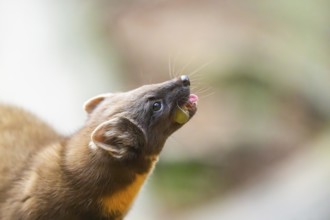 European pine marten (Martes martes) in a forest in autumn, Bavaria, Germany
