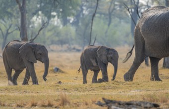 African elephant (Loxodonta africana), two young running behind the mother, Okavango Delta, Moremi