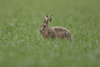 European brown hare (Lepus europaeus) adult animal feeding in a farmland cereal field in