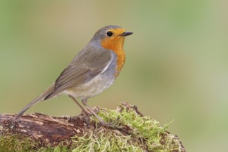 Robin (Erithacus rubecula), on moss-covered dead wood, Wilnsdorf, North Rhine-Westphalia, Germany