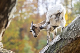 Domestic goat (Capra hircus) standing on a wood in autumn, Bavaria, Germany