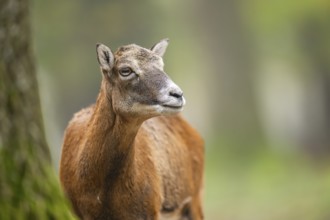 European mouflon (Ovis aries musimon) sheep (female) standing in a forest in autumn, portrait,