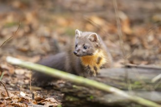 European pine marten (Martes martes) in a forest in autumn, Bavaria, Germany