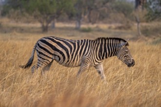 Plains zebra (Equus quagga), in dry grass, Okavango Delta, Moremi Game Reserve, Botswana