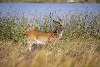 Letschwe or lychee moor antelope (Kobus leche), in dry grass by a river, Okavango Delta, Moremi